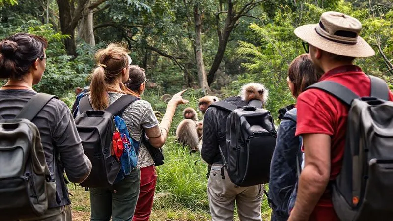Photorealistic, professional photography, 8K, cinematic lighting, sharp focus, depth of field, shot on a high-end DSLR. A diverse group of travelers, led by a knowledgeable eco-tour guide, observing a group of rescued monkeys from a respectful distance in a lush, natural sanctuary. The guide is pointing to a sign with ethical viewing guidelines, and the travelers are engaged and clearly understanding the importance of respectful observation. Photorealistic, professional photography, 8K, cinematic lighting, sharp focus, depth of field, shot on a high-end DSLR. A diverse group of travelers, led by a knowledgeable eco-tour guide, observing a group of rescued monkeys from a respectful distance in a lush, natural sanctuary. The guide is pointing to a sign with ethical viewing guidelines, and the travelers are engaged and clearly understanding the importance of respectful observation.