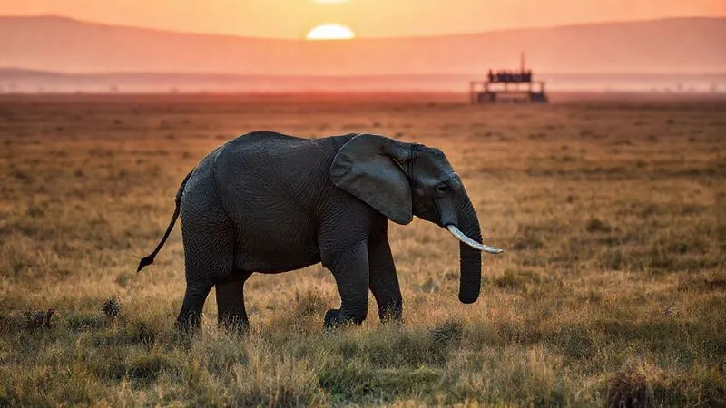 Photorealistic, professional photography, 8K, cinematic lighting, sharp focus, depth of field, shot on a high-end DSLR. A majestic, healthy elephant freely roaming in a vast, pristine natural landscape at dawn, with a silhouette of a distant, small group of respectful observers on a viewing platform. The scene evokes hope, freedom, and the success of ethical conservation efforts, with soft, golden light. Photorealistic, professional photography, 8K, cinematic lighting, sharp focus, depth of field, shot on a high-end DSLR. A majestic, healthy elephant freely roaming in a vast, pristine natural landscape at dawn, with a silhouette of a distant, small group of respectful observers on a viewing platform. The scene evokes hope, freedom, and the success of ethical conservation efforts, with soft, golden light.