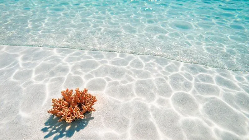 A photorealistic close-up of clear turquoise ocean water gently lapping a pristine white sand beach, a single, healthy coral fragment visible underwater, sunlight dappling through the surface, sharp focus, 8K, professional photography, symbolizing ecological health and preservation. A photorealistic close-up of clear turquoise ocean water gently lapping a pristine white sand beach, a single, healthy coral fragment visible underwater, sunlight dappling through the surface, sharp focus, 8K, professional photography, symbolizing ecological health and preservation.