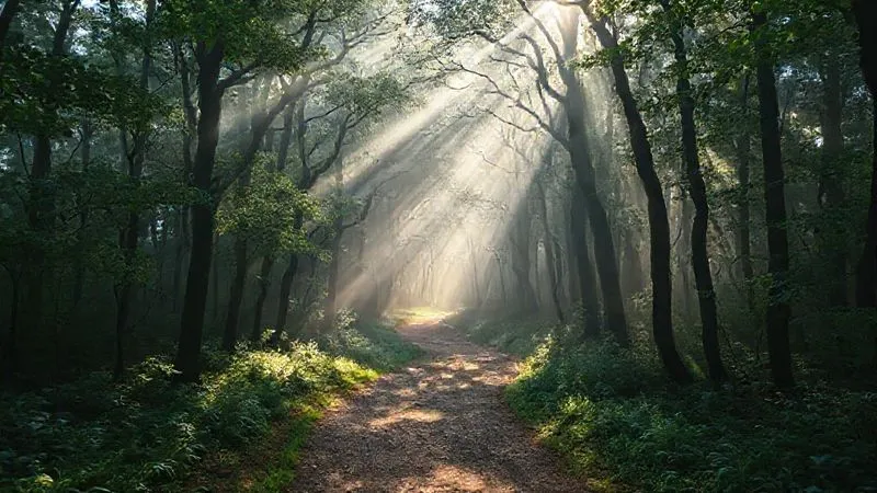 photorealistic, professional photography, 8K, cinematic lighting, sharp focus on a clear, winding path through a gently misty, ancient forest, sunlight filtering through the canopy creating ethereal beams. The path represents clarity and progress, while the mist symbolizes lingering worries that are being navigated through. Depth of field blurring the dense foliage, sharp focus on the path ahead. Evokes a sense of overcoming mental fog. photorealistic, professional photography, 8K, cinematic lighting, sharp focus on a clear, winding path through a gently misty, ancient forest, sunlight filtering through the canopy creating ethereal beams. The path represents clarity and progress, while the mist symbolizes lingering worries that are being navigated through. Depth of field blurring the dense foliage, sharp focus on the path ahead. Evokes a sense of overcoming mental fog.