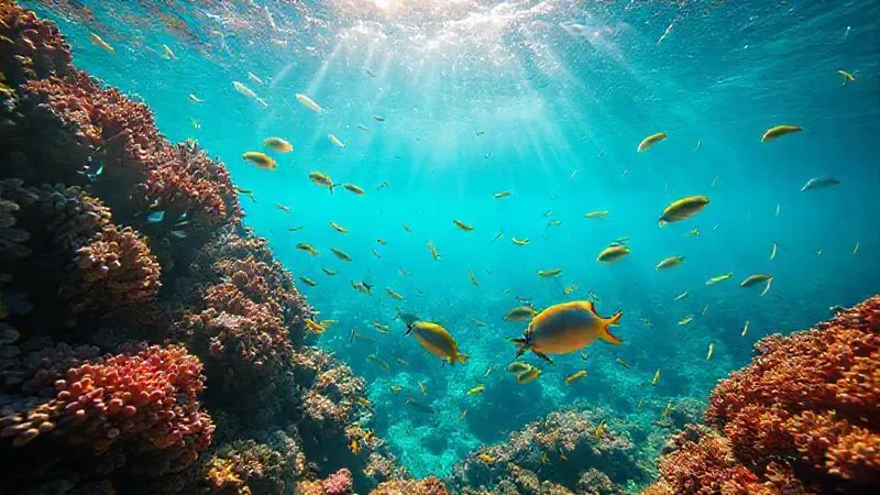 A photorealistic, professional photography, 8K, cinematic lighting, sharp focus, depth of field, shot on a high-end DSLR. A breathtaking underwater scene of a vibrant coral reef teeming with harmless, colorful fish, with crystal-clear turquoise water and sunlight streaming through the surface, evoking a sense of peaceful exploration and natural beauty. A photorealistic, professional photography, 8K, cinematic lighting, sharp focus, depth of field, shot on a high-end DSLR. A breathtaking underwater scene of a vibrant coral reef teeming with harmless, colorful fish, with crystal-clear turquoise water and sunlight streaming through the surface, evoking a sense of peaceful exploration and natural beauty.
