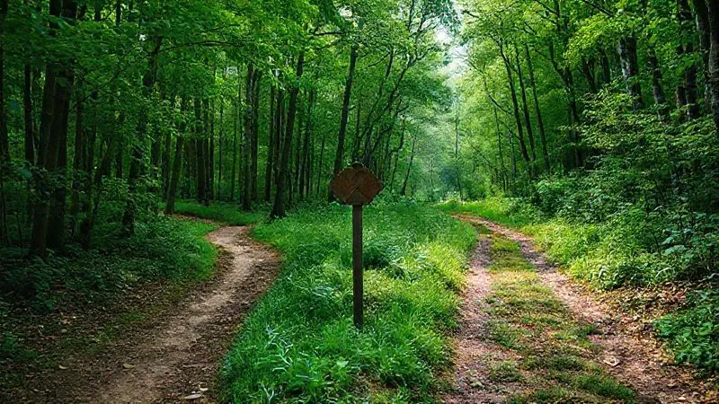 A photorealistic image depicting two paths diverging in a lush green forest. One path is clearly marked with thriving trees and clear water, symbolizing genuine environmental impact. The other path is overgrown and littered, representing greenwashing, with a faint, misleading sign. Cinematic lighting, sharp focus on the path marker, depth of field. Shot on a high-end DSLR, 8K hyper-detailed. A photorealistic image depicting two paths diverging in a lush green forest. One path is clearly marked with thriving trees and clear water, symbolizing genuine environmental impact. The other path is overgrown and littered, representing greenwashing, with a faint, misleading sign. Cinematic lighting, sharp focus on the path marker, depth of field. Shot on a high-end DSLR, 8K hyper-detailed.