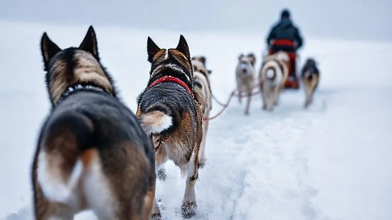 Photorealistic, professional photography of a team of sled dogs pulling a sled through deep snow. One dog in the lead position is looking back at the musher, who is visible in the background on the sled. The scene captures the essence of teamwork and resilience. Cinematic lighting, sharp focus, depth of field, 8K hyper-detailed, shot on a high-end DSLR. Photorealistic, professional photography of a team of sled dogs pulling a sled through deep snow. One dog in the lead position is looking back at the musher, who is visible in the background on the sled. The scene captures the essence of teamwork and resilience. Cinematic lighting, sharp focus, depth of field, 8K hyper-detailed, shot on a high-end DSLR.